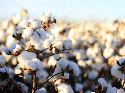 哥倫比亞紡織業呼籲全國農民加大棉花種植量